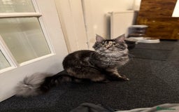 Maine Coon cats for sale: MainCoon For Sale - Image 8