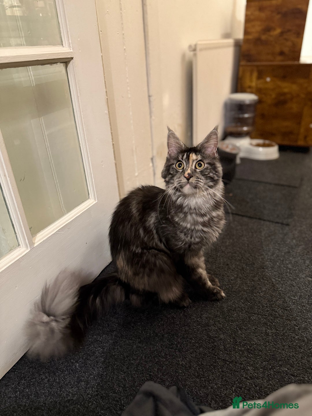 Maine Coon cats for sale: MainCoon For Sale - Image 8