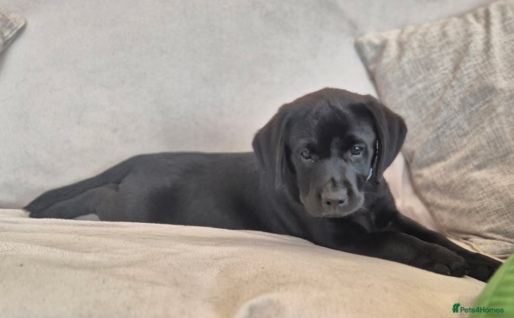 Labrador Retriever dogs - Advert 7