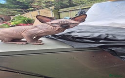 Sphynx cats for sale: Silver elf and black little babies - Image 12