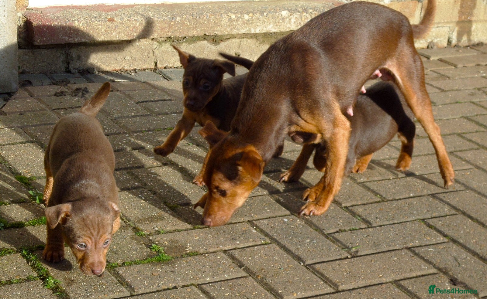 Jack Russell dogs Jack Russell MUCH WENLOCK in STEVENAGE - Advert 12