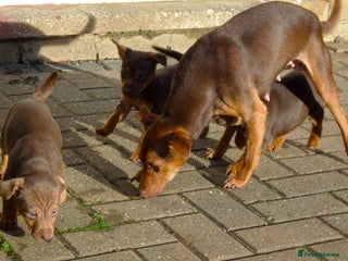 Jack Russell dogs Jack Russell MUCH WENLOCK in STEVENAGE - Advert 15