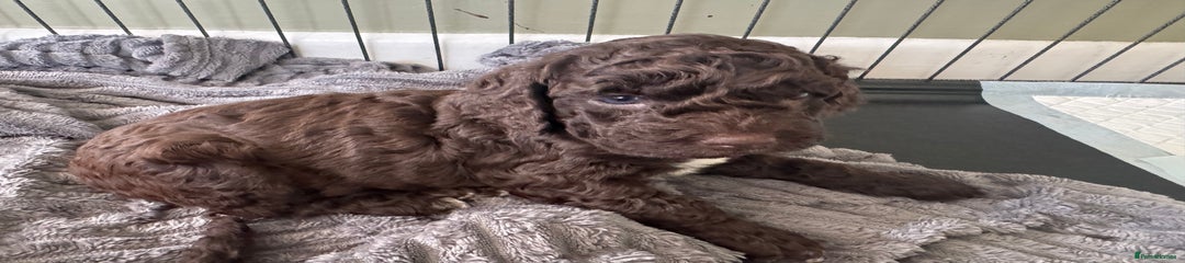 Cockapoo Puppy 2