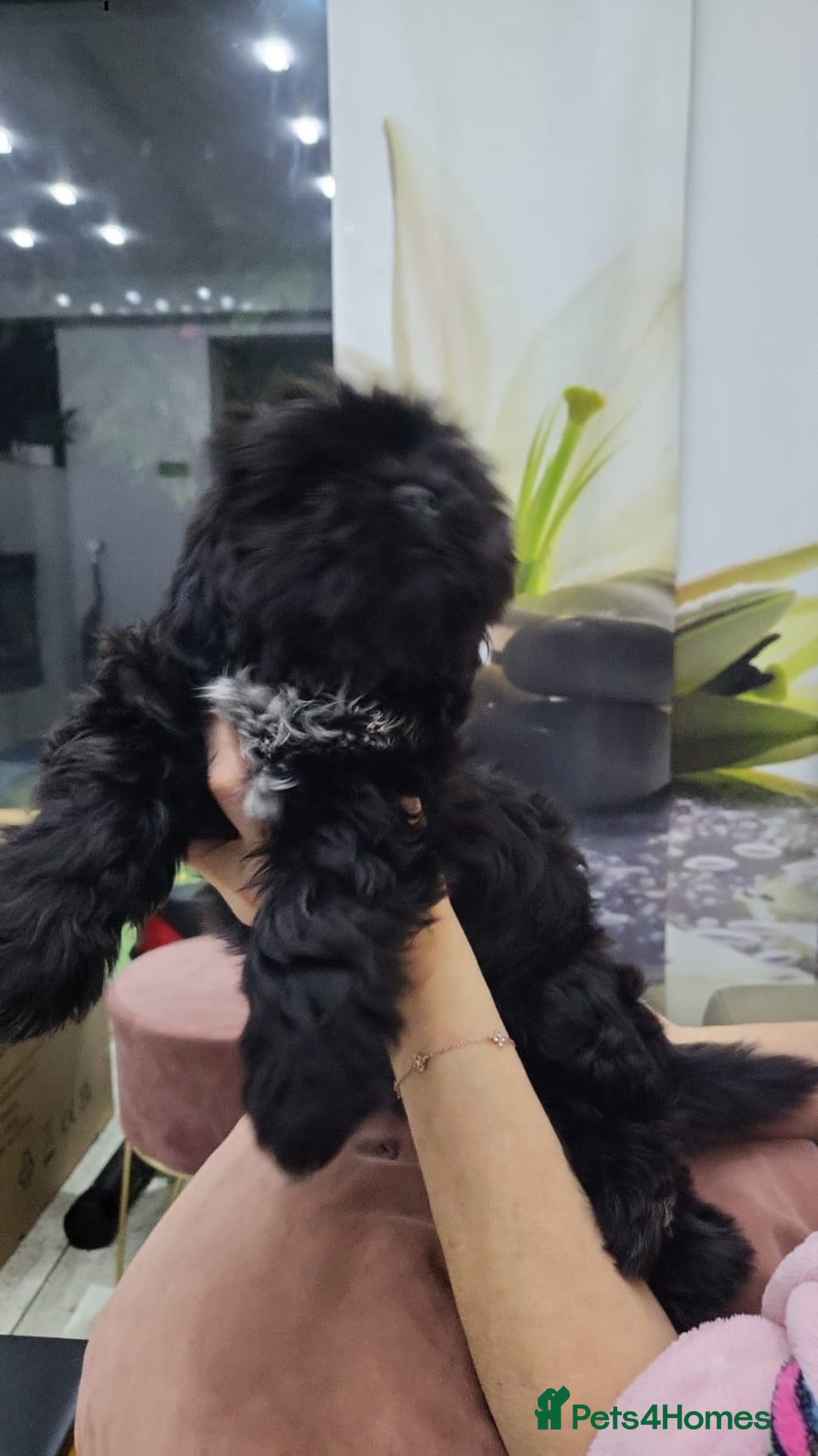 Shih Tzu dogs for sale: Gorgeous Socialized Shih-tzu Pups  - Advert 2