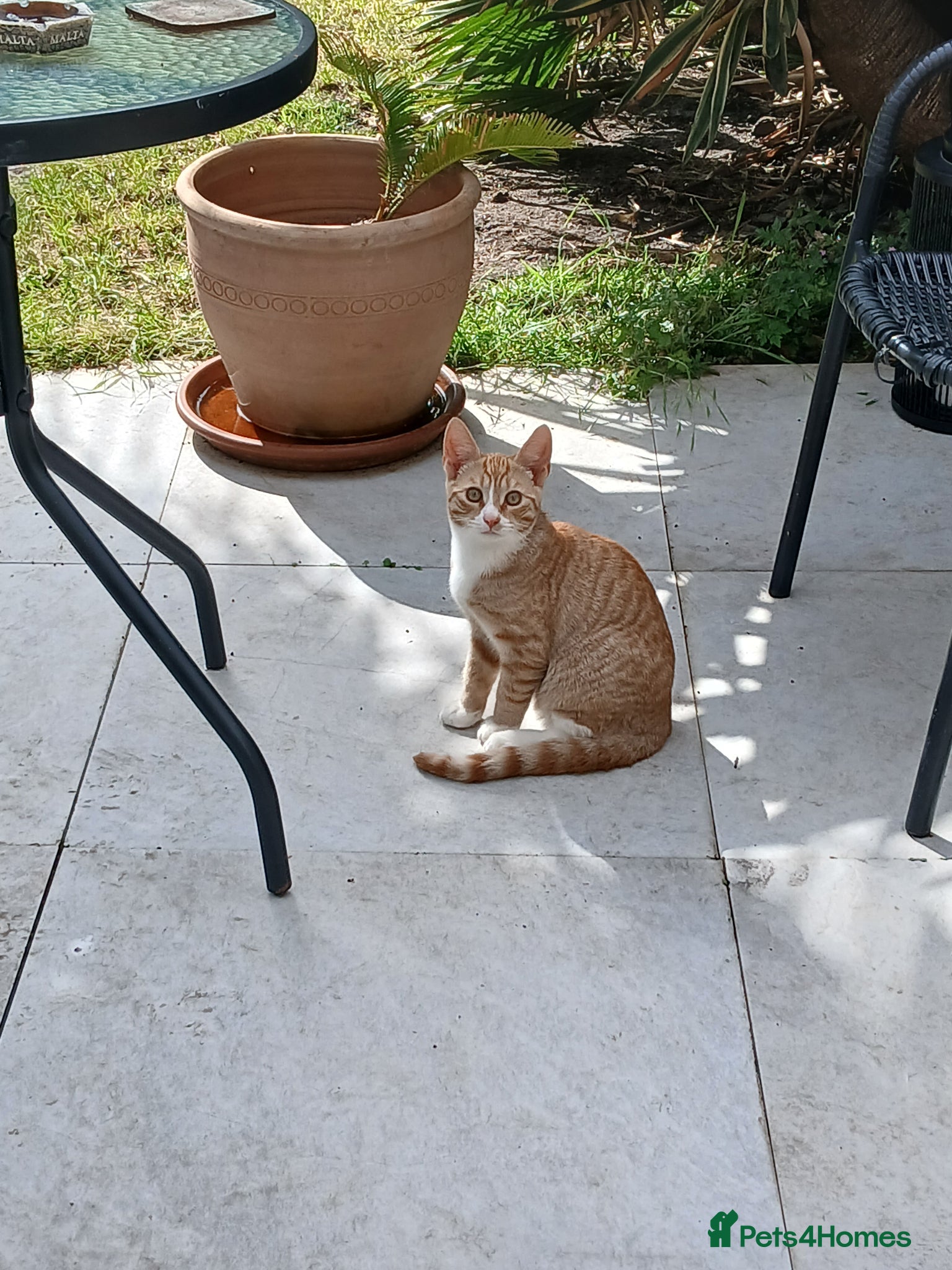 Mixed Breed cats for sale: Male kitten - Advert 3