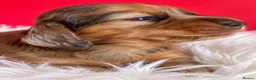 Miniature Dachshund dogs for sale: Miniature Dachshund Puppies Longhaired  - Advert 24