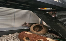 Rat rodents for sale: 2 female rats  - Image 1