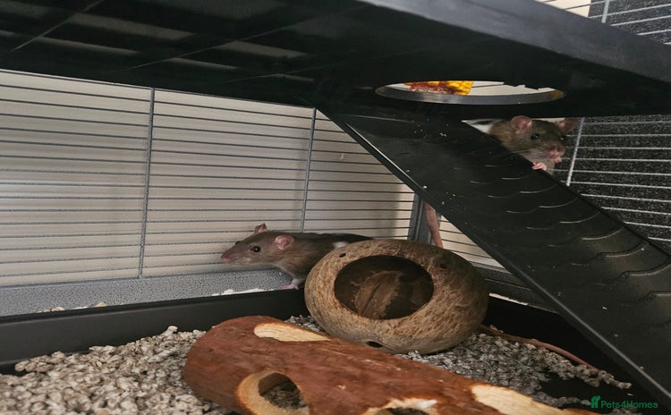 Rat rodents - Advert 7
