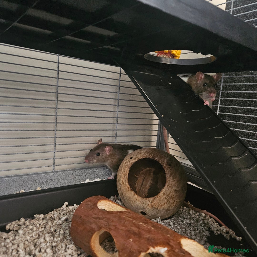 Rat rodents for sale: 2 female rats  - Image 1