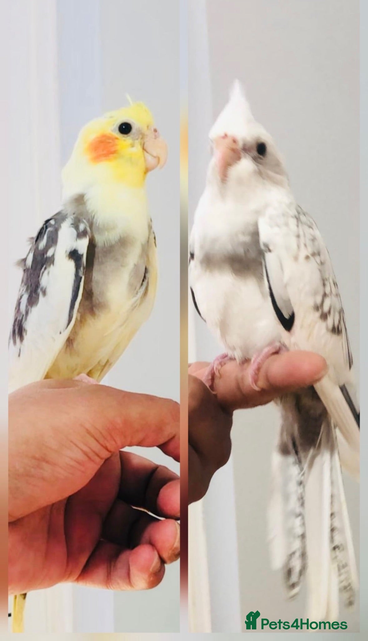 Cockatiels birds Beautiful hand tamed cockatiels for sale. - Advert 1