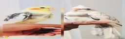 Cockatiels birds for sale: Beautiful hand tamed cockatiels for sale. - Advert 1