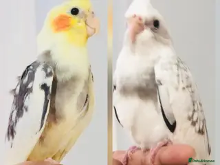 Cockatiels birds Beautiful hand tamed cockatiels for sale. - Advert 1