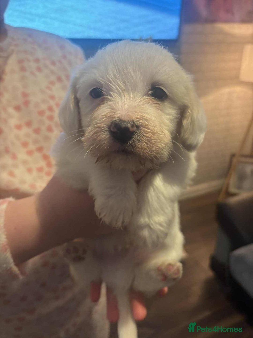 Mixed Breed dogs for sale: Cavachon x sprolli - Advert 3