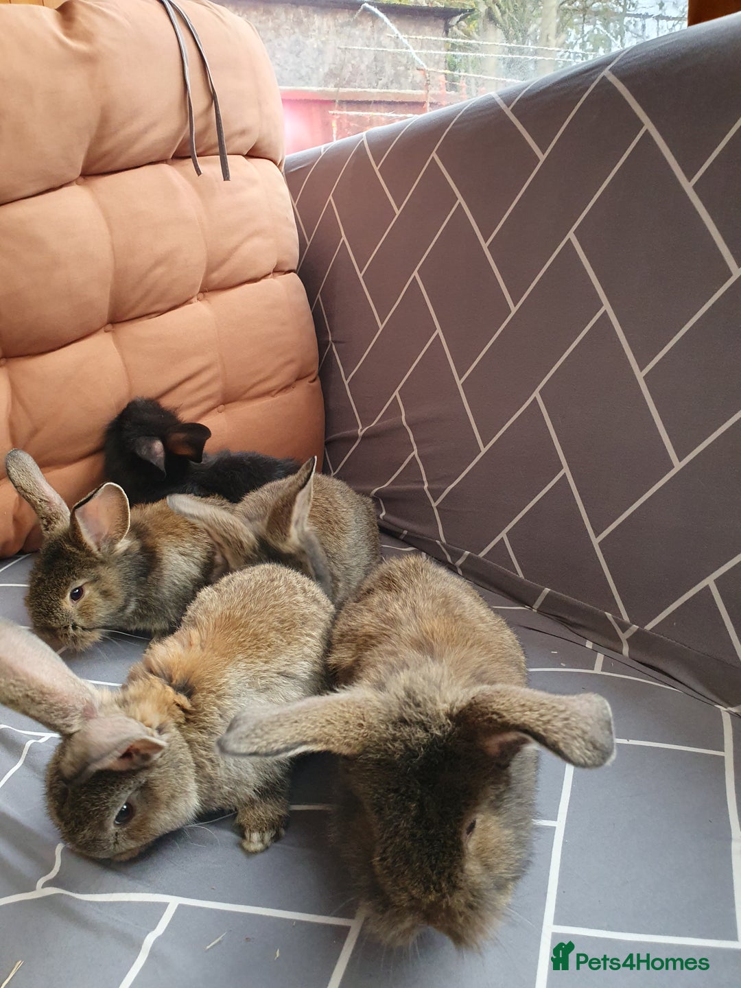 Mixed Breed rabbits for sale: Rabbits for sale  - Advert 4