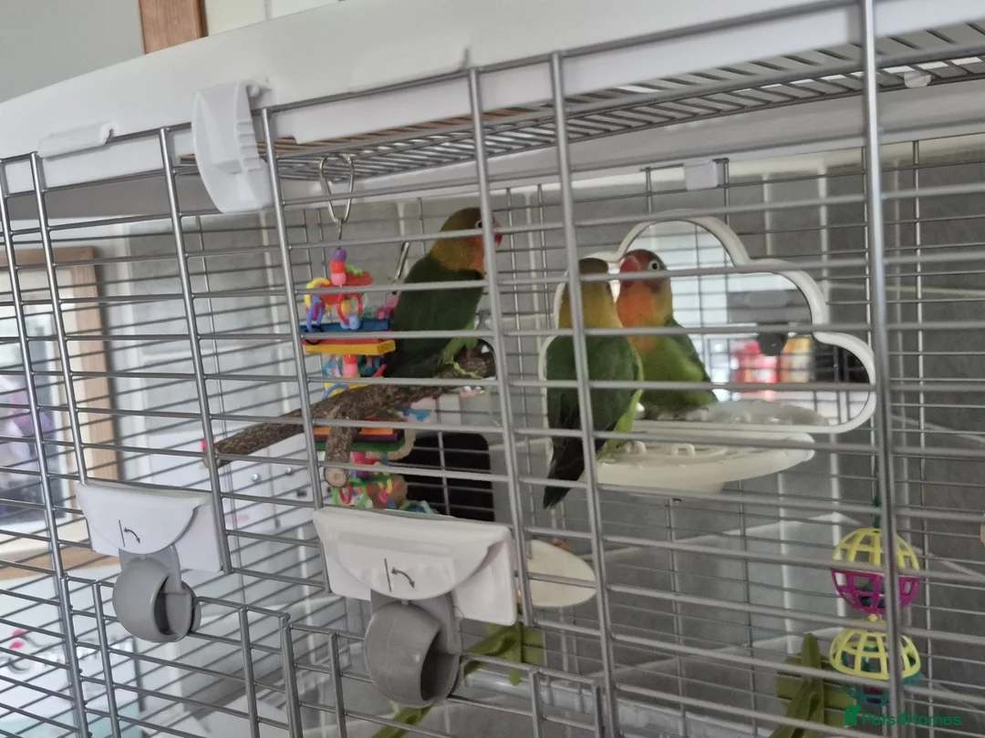 Lovebirds birds for sale: Two Baby Lovebirds in Coatbridge - Advert 2