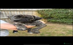 Mixed Breed dogs for sale: 🐾 Presa Canario cross Puppies for Sale 🐾 - Image 4