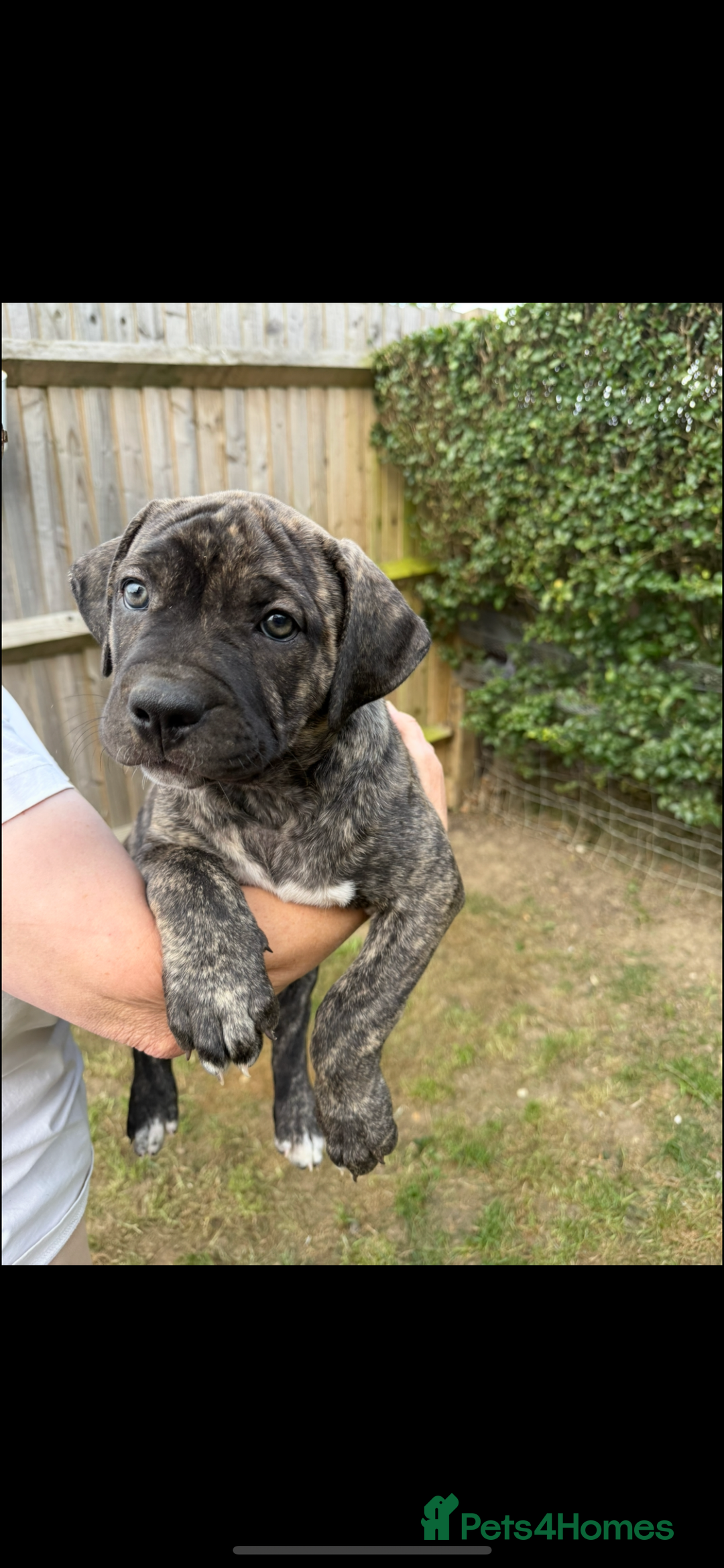 Mixed Breed dogs for sale: 🐾 Presa Canario cross Puppies for Sale 🐾 - Image 4