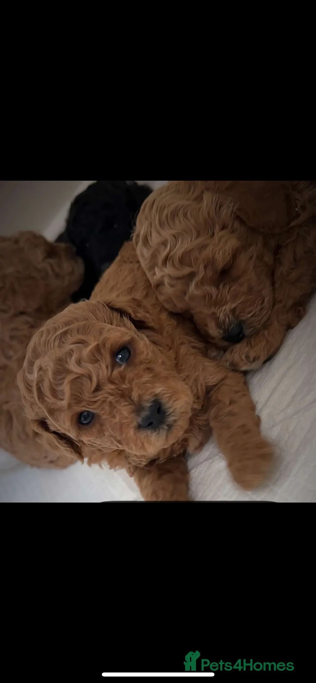 Miniature Poodle dogs for stud:  ⭐️KC PRINCE CHARMING BLUE BOY MINIATURE POODLE⭐️ - Advert 13