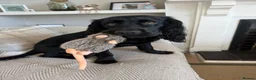 Cocker Spaniel dogs for stud: Working Cocker Spaniel for Stud - Advert 3