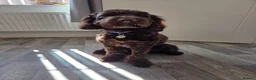Cockapoo dogs for sale: Beautiful chocolate cockapoo pup - Advert 2