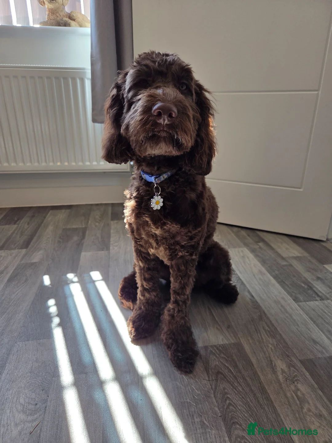 Cockapoo dogs for sale: Beautiful chocolate cockapoo pup - Advert 2