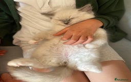 Ragdoll cats for sale: Friendliest Pedigree Ragdoll Kittens  - Image 4