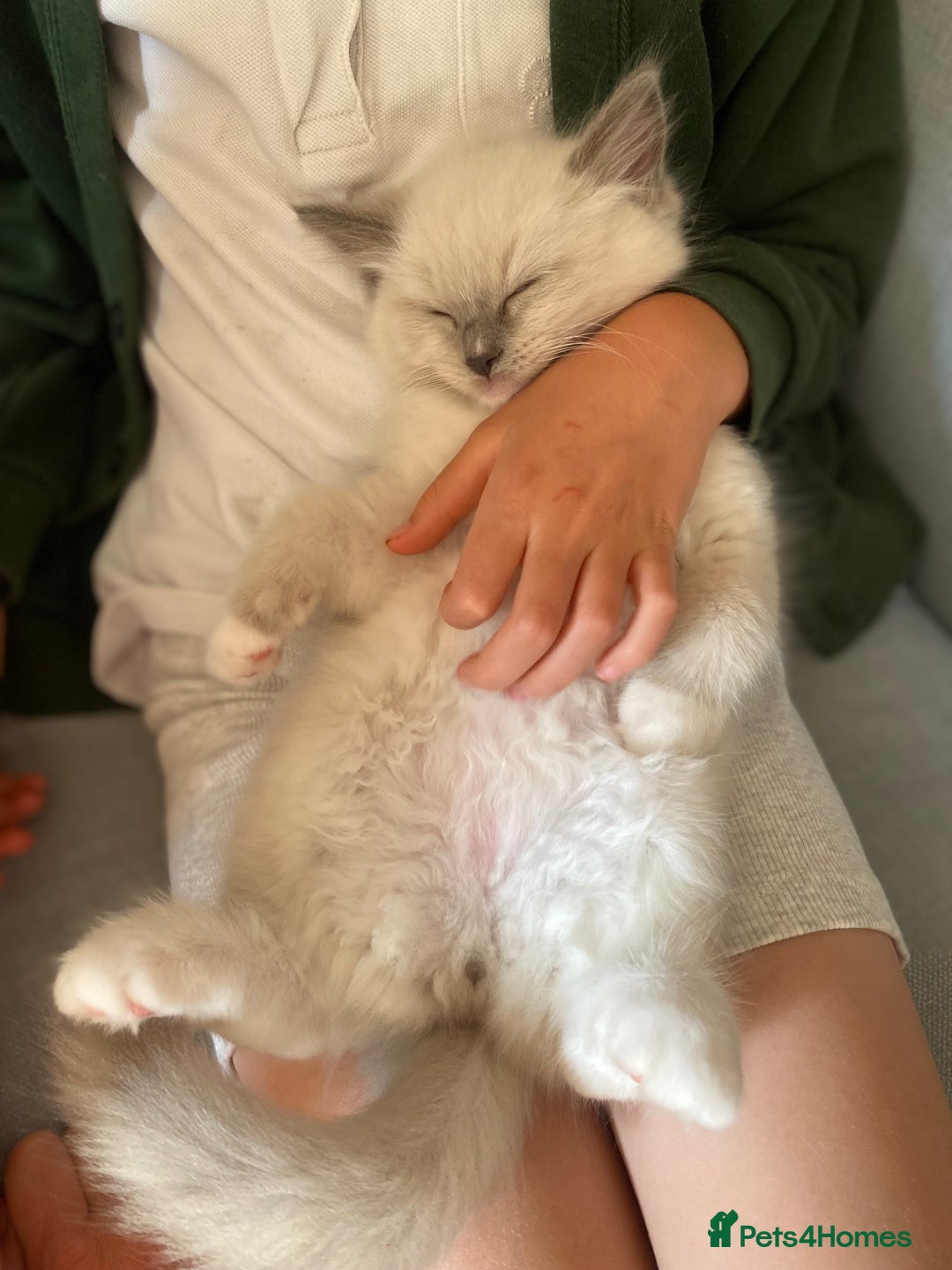 Ragdoll cats for sale: Friendliest Pedigree Ragdoll Kittens  - Image 4