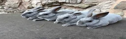 Rex rabbits for sale: Stunning Baby Blue Mini Rex  - Advert 1