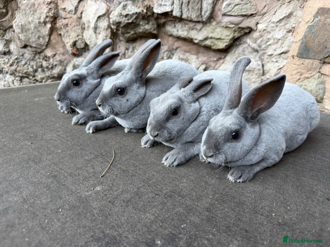 Rex rabbits for sale: Stunning Baby Blue Mini Rex  - Advert 1