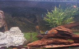 Cichlids fish for sale: Fish tank full 240lt set up - Image 4