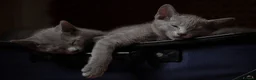 Russian Blue cats for sale: TICA Reg Boutique Russian Blue Kittens  - Advert 15