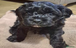 Cavapoo dogs for sale: Cavapoo puppies available from 27.9.25 - Image 16