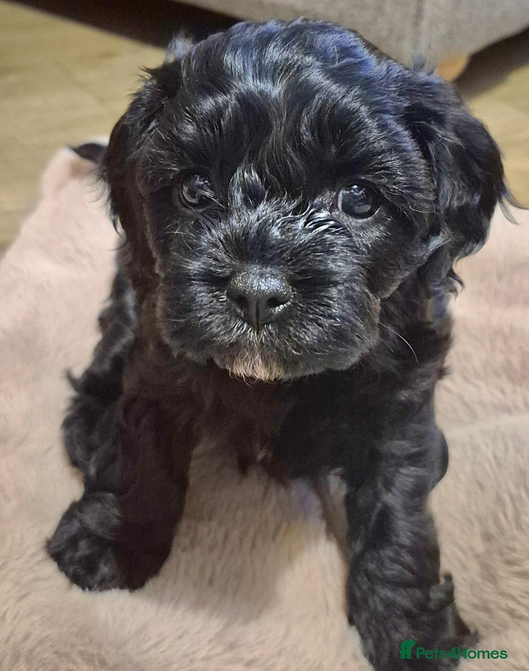 Cavapoo dogs for sale: Cavapoo puppies available from 27.9.25 - Image 16
