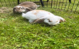 French Lop rabbits for sale: Beautiful and friendly French lop babies - Image 14