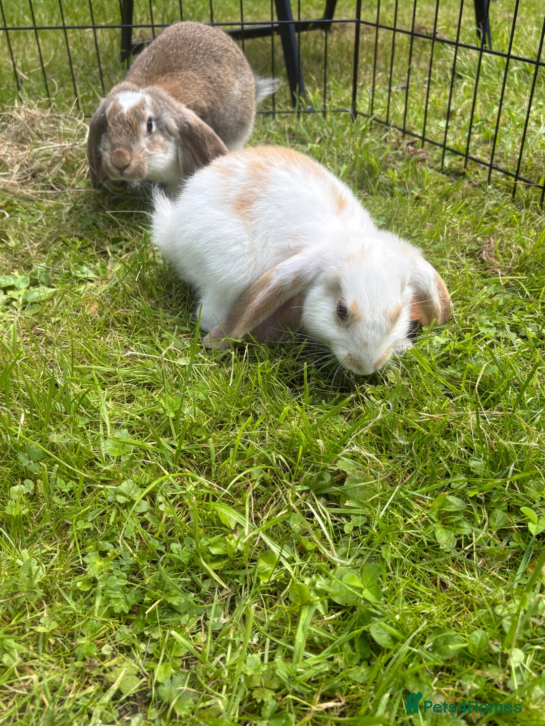 French Lop rabbits for sale: Beautiful and friendly French lop babies - Image 14