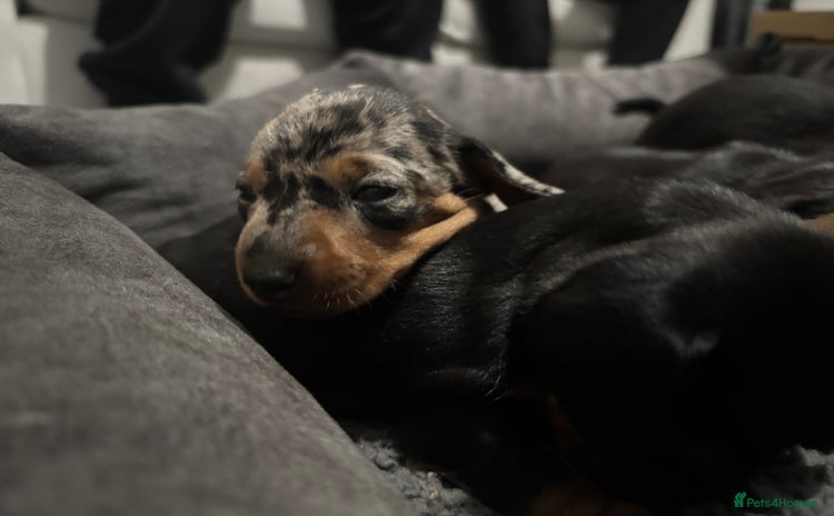 Miniature Dachshund dogs LAST GIRL - miniature dachshunds - Advert 5