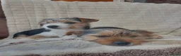 Yorkshire Terrier dogs for sale: Yorkshire terrier puppies  - Advert 9