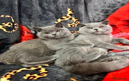 British Shorthair cats for sale: GCCF BSH Kittens pet homes only  - Image 34