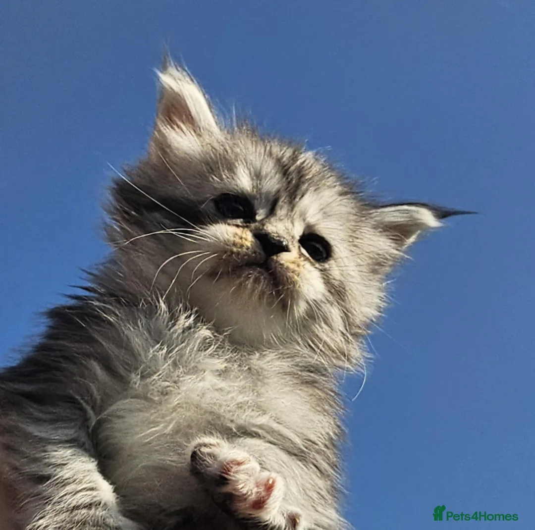 Maine Coon cats for sale: XXL Exceptional Pedigree Kittens Russian line - Advert 30