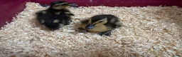 Ducks poultry for sale: Mallard Ducklings - Advert 1