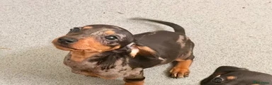 Miniature Dachshund 2