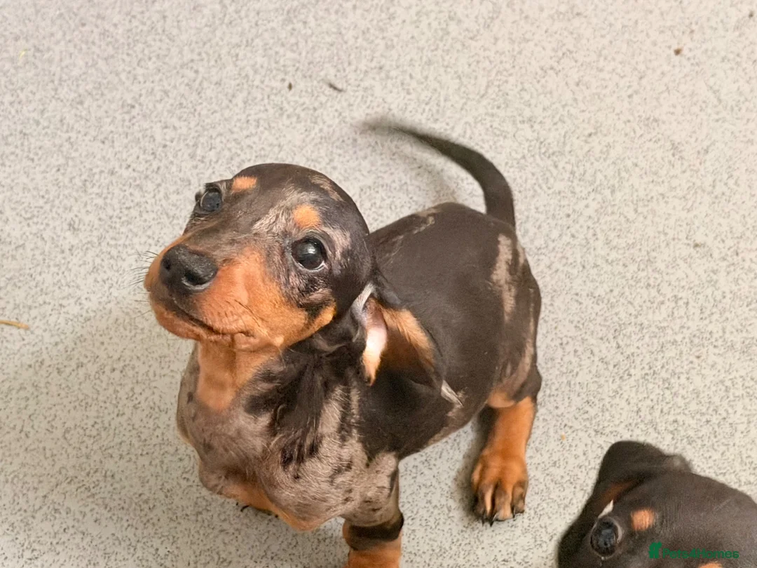 Miniature Dachshund dogs for sale: Four beautiful miniature dachshund puppies  - Advert 1