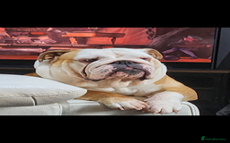 English Bulldog dogs for sale: Gorgeous KC red and white British bulldog girl  - Image 1