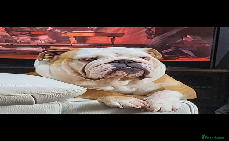 English Bulldog dogs - Advert 1