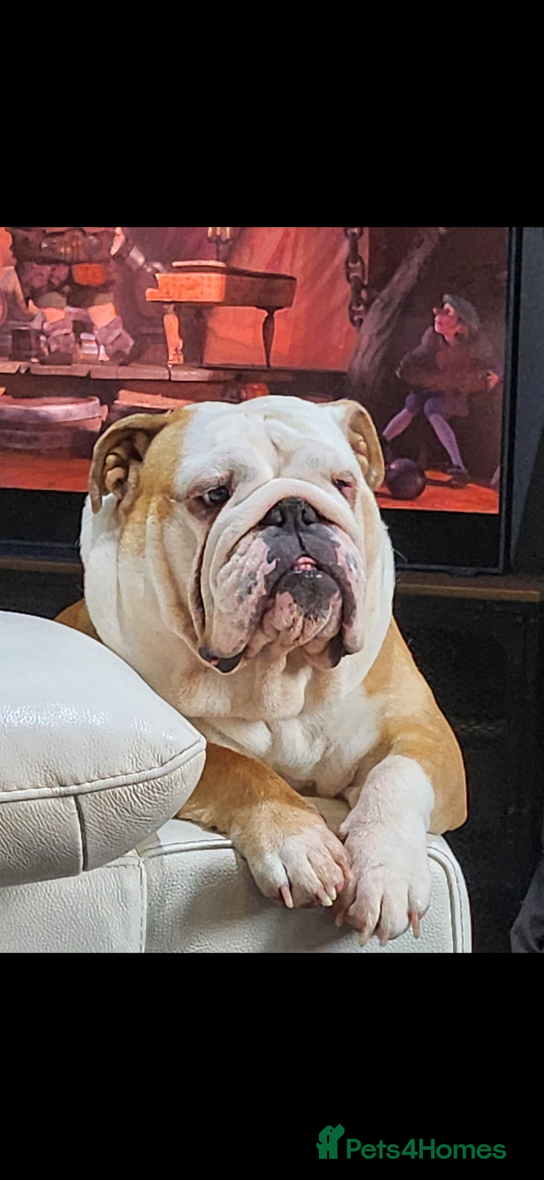 English Bulldog dogs for sale: Gorgeous KC red and white British bulldog girl  - Image 1