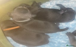 Staffordshire Bull Terrier dogs for sale: Litter of blue Staffordshire bull terriers  - Image 28