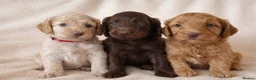 Cockapoo dogs for sale: Beautiful Chocolate and Beige Cockapoo Puppies - Advert 1