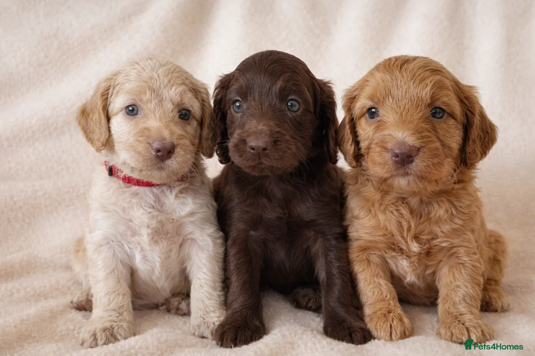 Cockapoo dogs for sale: Beautiful Chocolate and Beige Cockapoo Puppies - Advert 1