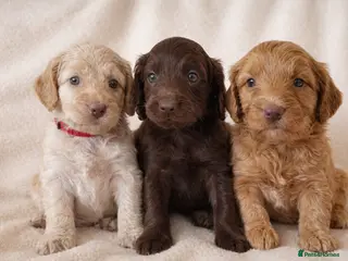 Cockapoo dogs Beautiful Chocolate and Beige Cockapoo Puppies - Advert 6