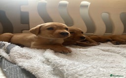 Labrador Retriever dogs for sale: KC registered Fox Red Labrador pup (last girl)🐾 in Saltcoats - Image 10